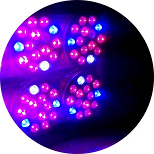 developpment led